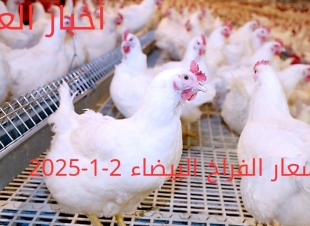 أسعار الفراخ البيضاء اليوم الخميس 2-1-2025 في شعبة الدواجن